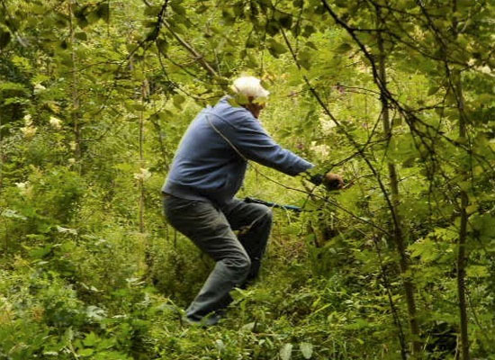 clearing vegetation